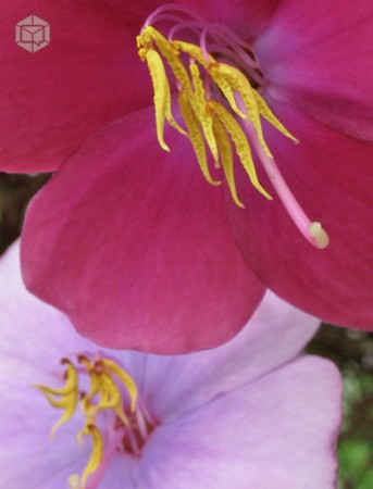 Vereda La Hidráulica, municipio de Sibundoy